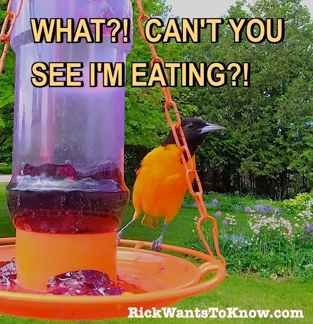 Bird eating