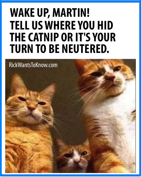 Where did you hide the catnip?